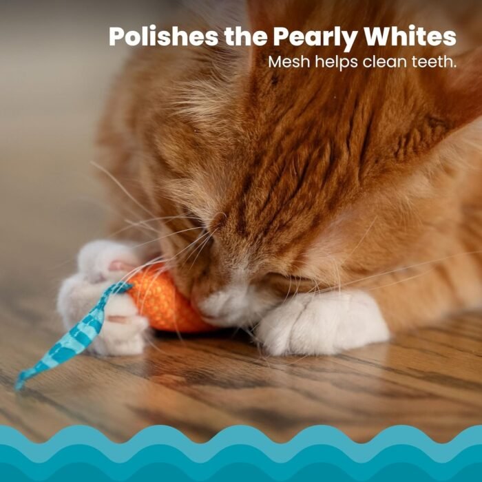 2_81y1kAOY8iL._AC_SL1500.jpg 2_81y1kAOY8iL._AC_SL1500.jpg