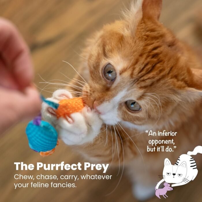 5_811fnlkKY9L._AC_SL1500.jpg 5_811fnlkKY9L._AC_SL1500.jpg