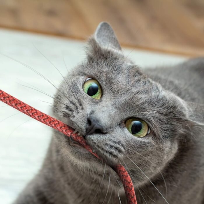 71MaBPpsH-L._SL1500.jpg 71MaBPpsH-L._SL1500.jpg